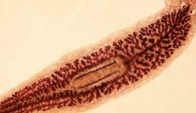 What parasite can live in the human body